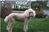 Daphne at 14 years old