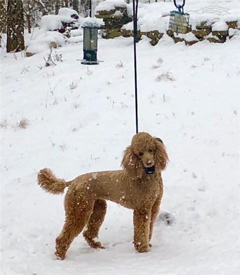 Coco