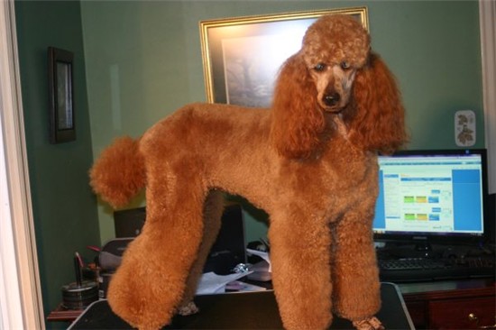 Gingersnap Noel 2