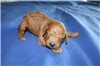 1 Week old