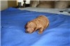 1 Week old