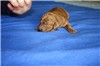 1 Week old
