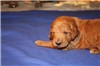 2 weeks old