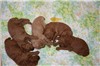 3 weeks old
