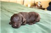 2 weeks old