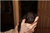 4 1/2 days old