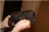 4 1/2 days old