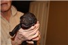 4 1/2 days old