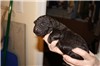 4 1/2 days old