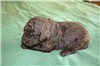 2 weeks old