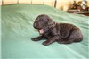 2 weeks old