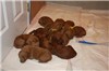 2 1/2 weeks old