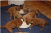 3 1/2 weeks old