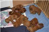3 1/2 weeks old