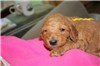 3 1/2 weeks old