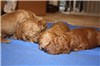 Boys - 1 week old