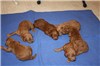 Girls - 1 week old