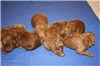 Girls - 1 week old