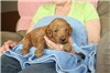 2 1/2 weeks old