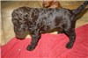 4 weeks old
