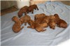 3 1/2 weeks old