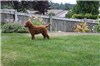 This is the last red male puppy left!