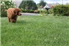 This is the last red male puppy left!