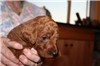 3 1/2 weeks old