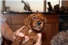 3 1/2 weeks old