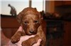 3 1/2 weeks old